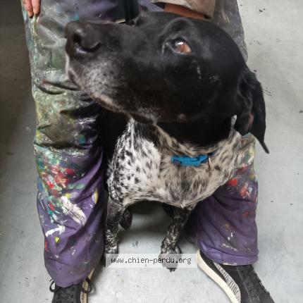 Photo de chien perdu à Tours