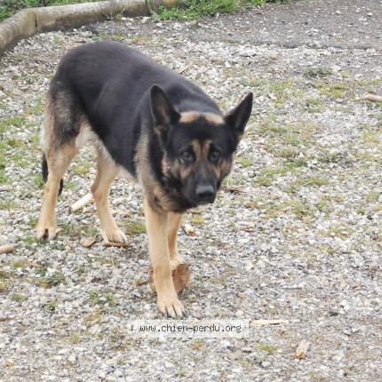 Photo de chien perdu à Chatenay