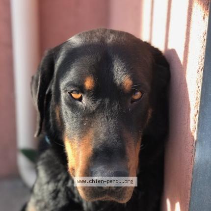 Photo de chien perdu à Gardanne