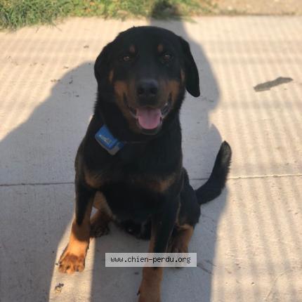 Photo de chien perdu à Gardanne