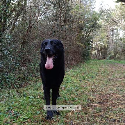 Photo de chien trouvé à Chateau D Olonne