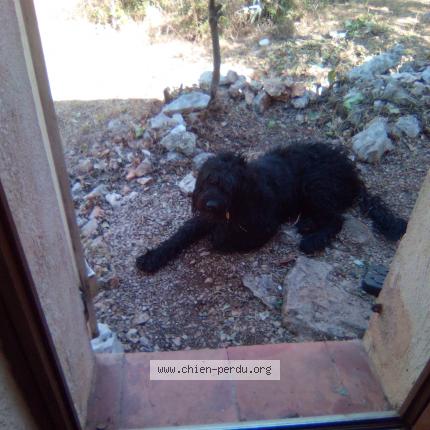 Photo de chien perdu à Rocbaron