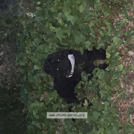 Photo 2/2 Chien retrouvé Perdu à Rocbaron