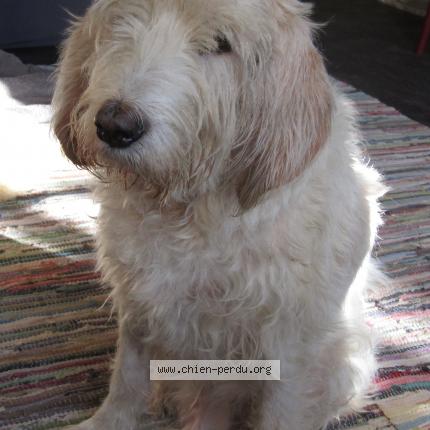 Photo 1/1 Chien retrouvé Perdu à Beauvais Sur Matha