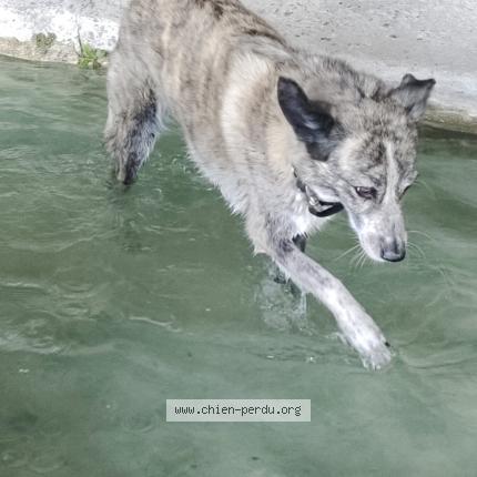 Photo de chien perdu à Alfortville