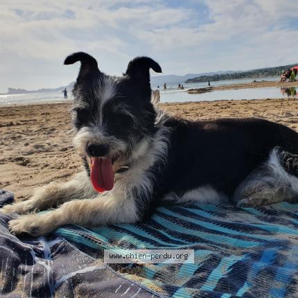 Photo de chien perdu à Saint Maurice Sur Eygues