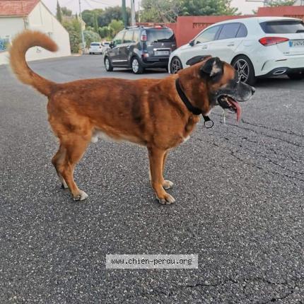 Photo 1/1 Chien retrouvé Trouvé à Toulon