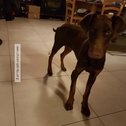 Photo 1/1 Chien retrouvé Trouvé à Balsiege