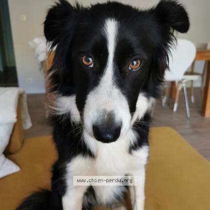 Photo de chien perdu à Bidart