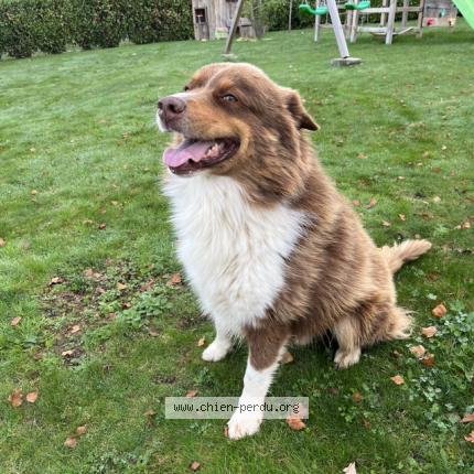 Photo de chien perdu à Vennans