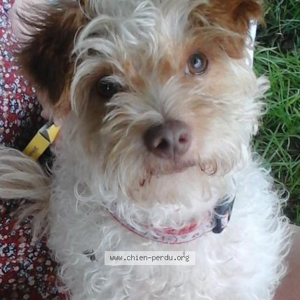 Photo de chien perdu à Ladoye Sur Seille