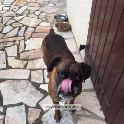 Photo de chien perdu à Goussainville