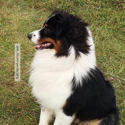 Photo de chien perdu à Verrieres Le Buisson