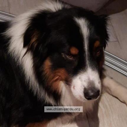 Photo 2/2 Chien retrouvé Perdu à Verrieres Le Buisson