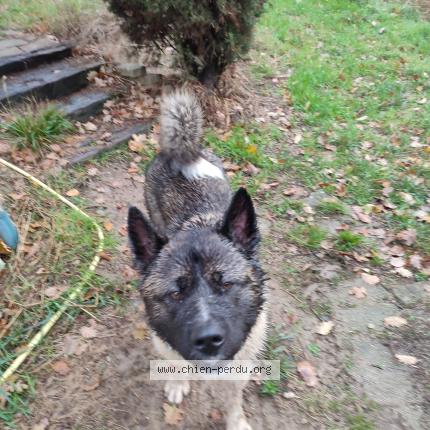 Photo 1/1 Chien retrouvé Trouvé à Grazac