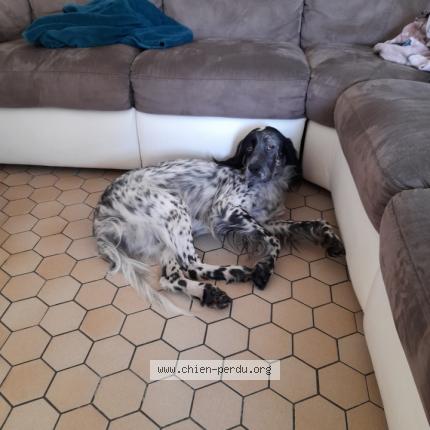 Photo de chien perdu à La Chapelle Saint Florent