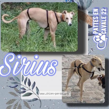 Photo 1/1 Chien retrouvé Perdu à Lannion