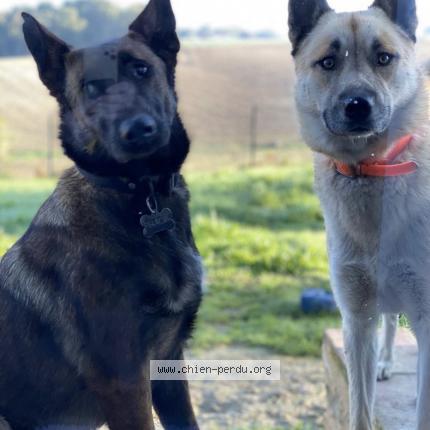 Photo de chien perdu à Ambres