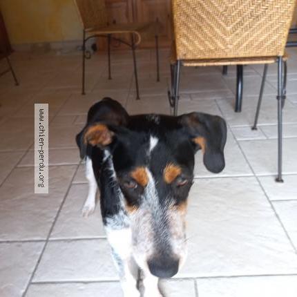 Photo de chien perdu à St Martin D Ardeche