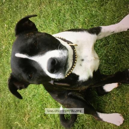 Photo 1/1 Chien retrouvé Perdu à Fromental