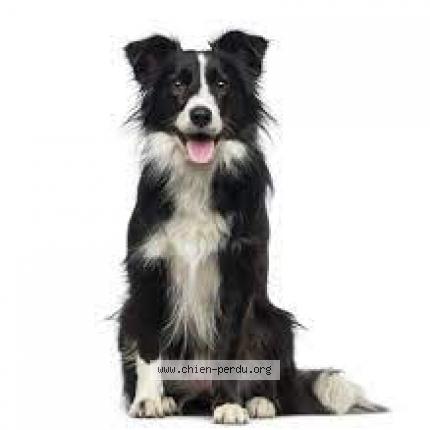 Photo de chien perdu à Draillant