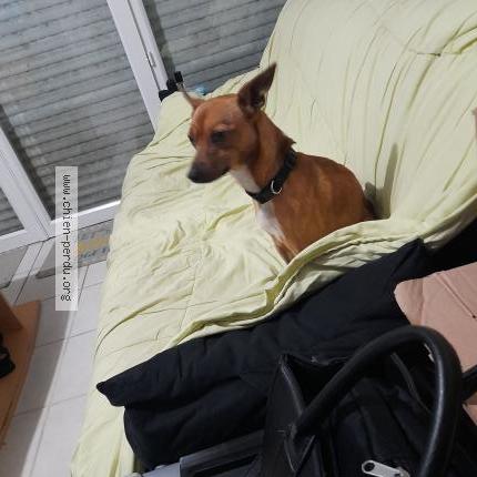 Photo de chien perdu à Le Pian Medoc