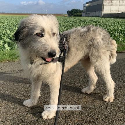 Photo de chien perdu à Faye Sur Ardin