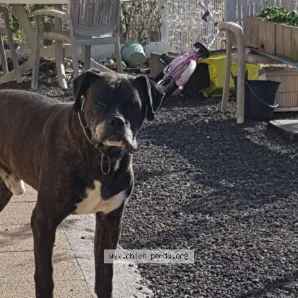 Photo de chien perdu à Saint Jean La Poterie