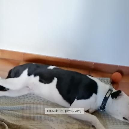 Photo de chien perdu à Rives Du Loir En Anjou