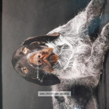 Photo de chien perdu à Liesville Sur Douve