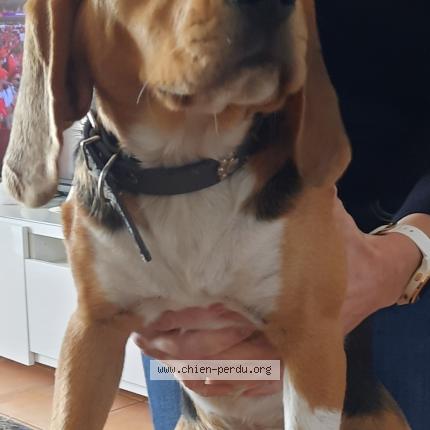 Photo de chien trouvé à Isle