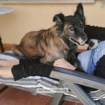 Photo 1/1 Chien retrouvé Perdu à Fourques