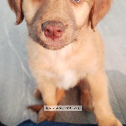 Photo 1/1 Chien retrouvé Perdu à Vourles