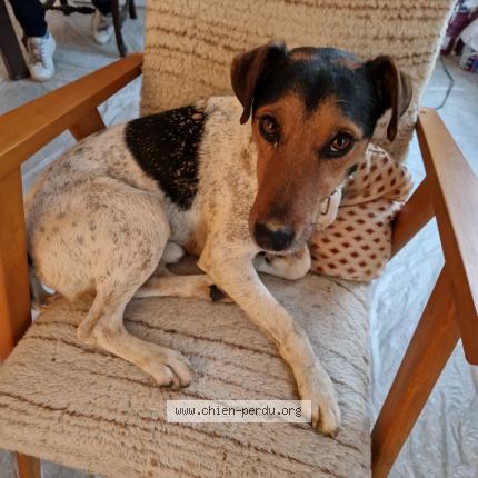 Photo de chien trouvé à Bonnat