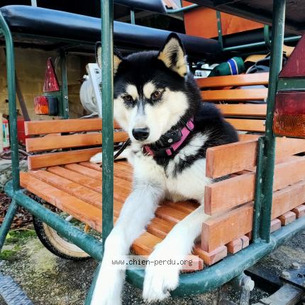 Photo de chien perdu à Saint Joseph