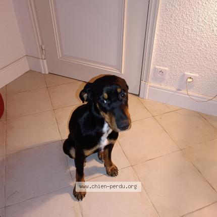 Photo de chien trouvé à Laure Minervois