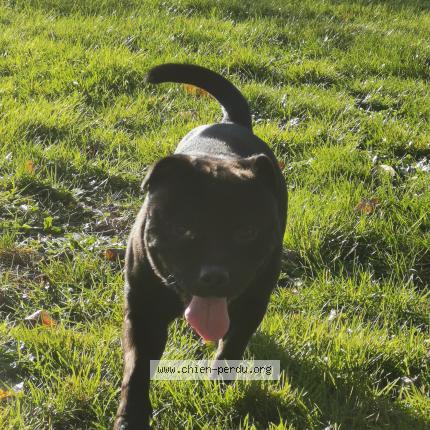 Photo de chien perdu à Rennes