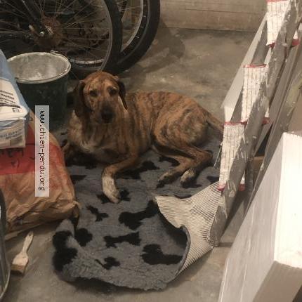 Photo de chien trouvé à Narbonne Plage