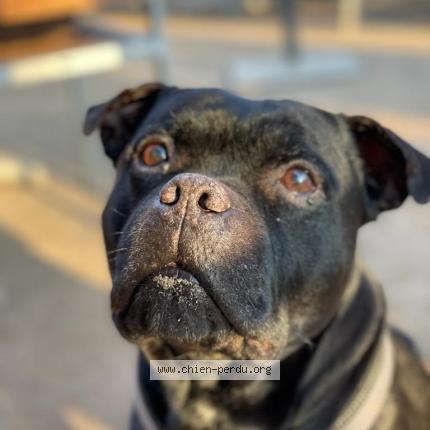 Photo de chien perdu à Paris