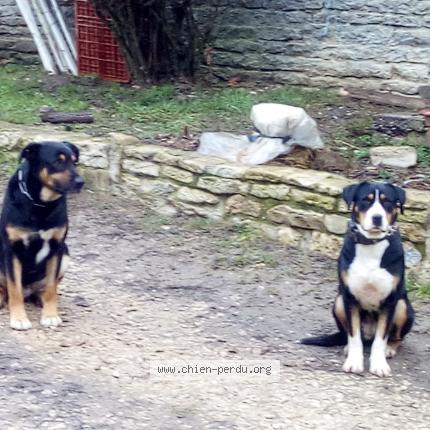 Photo de chien perdu à Confracourt