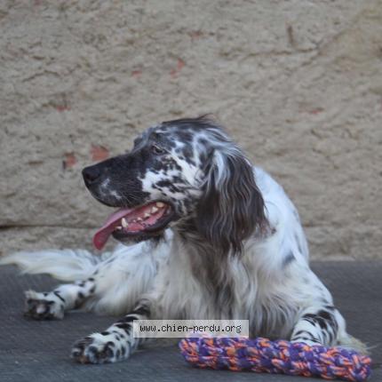 Photo de chien perdu à Montneuf