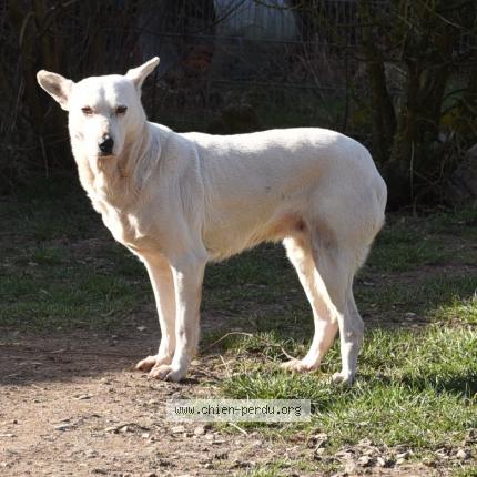 Photo 1/1 Chien retrouvé Perdu à Alligny en morvan