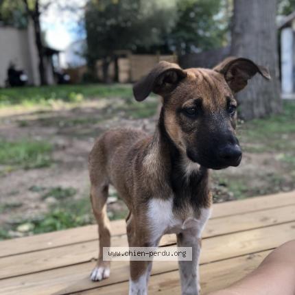 Photo de chien perdu à Agde