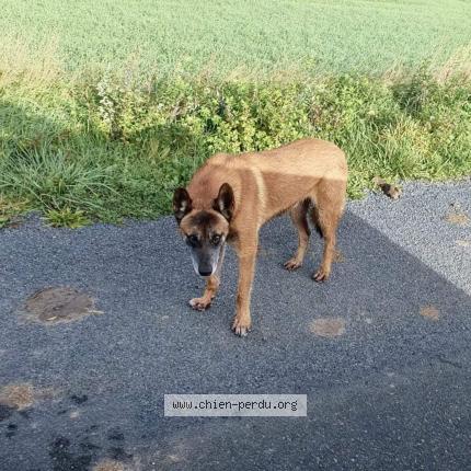 Photo 1/1 Chien retrouvé Perdu à Moncontour