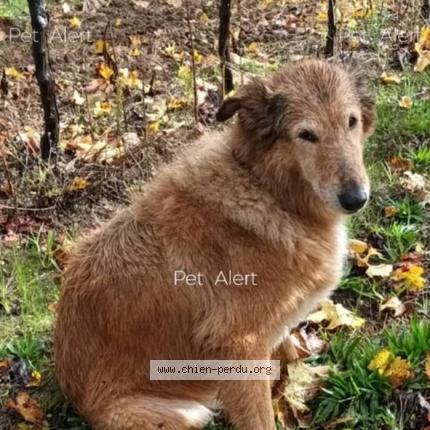 Photo 1/1 Chien retrouvé Perdu à Agen