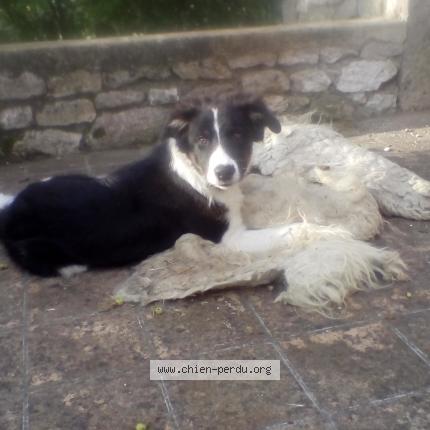 Photo 1/1 Chien retrouvé Perdu à Montpezat
