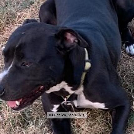 Photo 1/1 Chien retrouvé Perdu à Saint Remy Sur Avre
