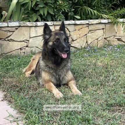 Photo 1/1 Chien retrouvé Perdu à Barjols