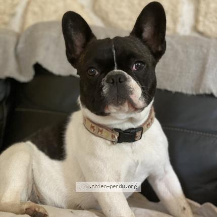 Photo 1/1 Chien retrouvé Perdu à Bagnols sur ceze