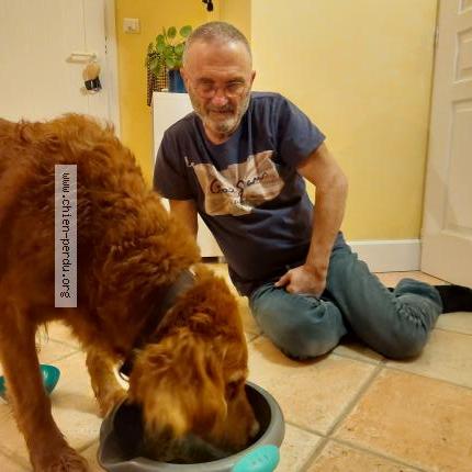 Photo de chien trouvé à Puymoyen